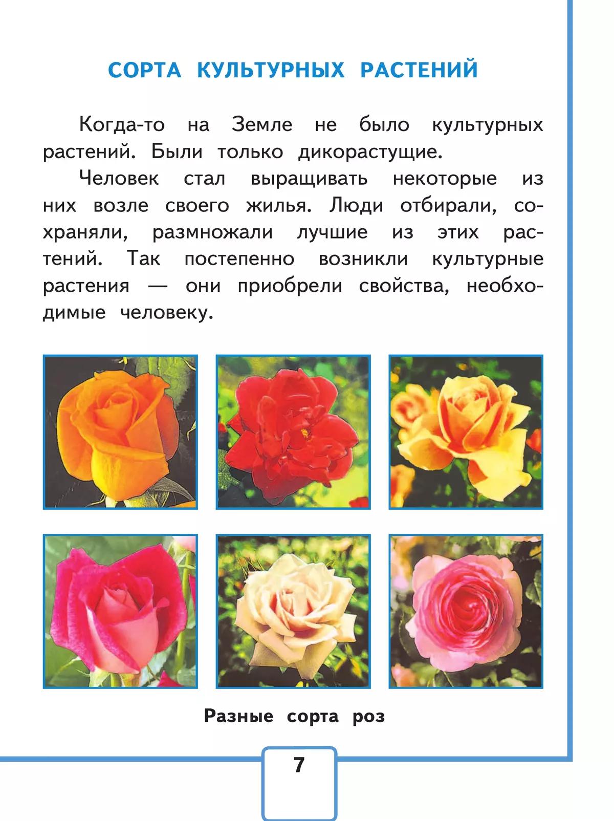Примеры сортовых культурных растений: найдено 89 картинок